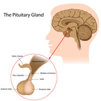 Purified Human Proteins - Hormones