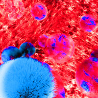 Monoclonal Antibodies To Hormones