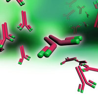 Monoclonal Antibodies – Miscellaneous