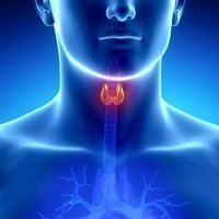 Thyroid Function