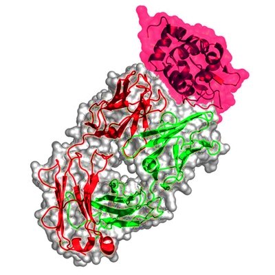 Recombinant Antigens