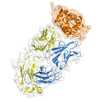 Native Antigens – Bacterial