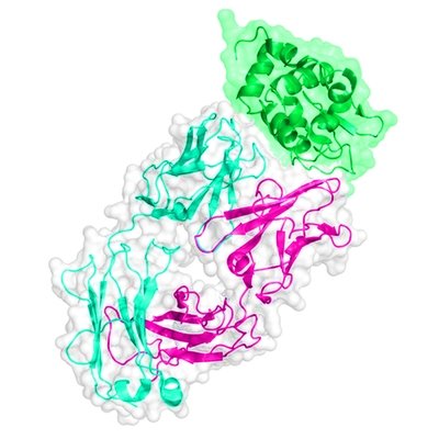 Native Antigens – Fungal