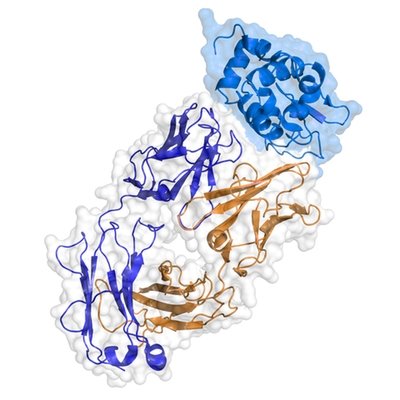 Native Antigens – Parasitic