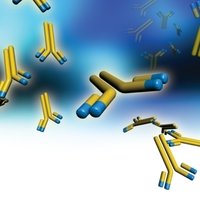 MONOCLONAL ANTIBODIES