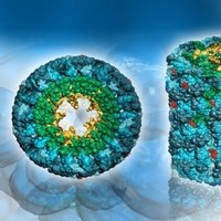 PURIFIED HUMAN PROTEINS