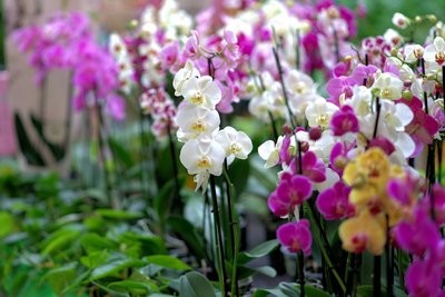 Phalenopsis / Orchidea