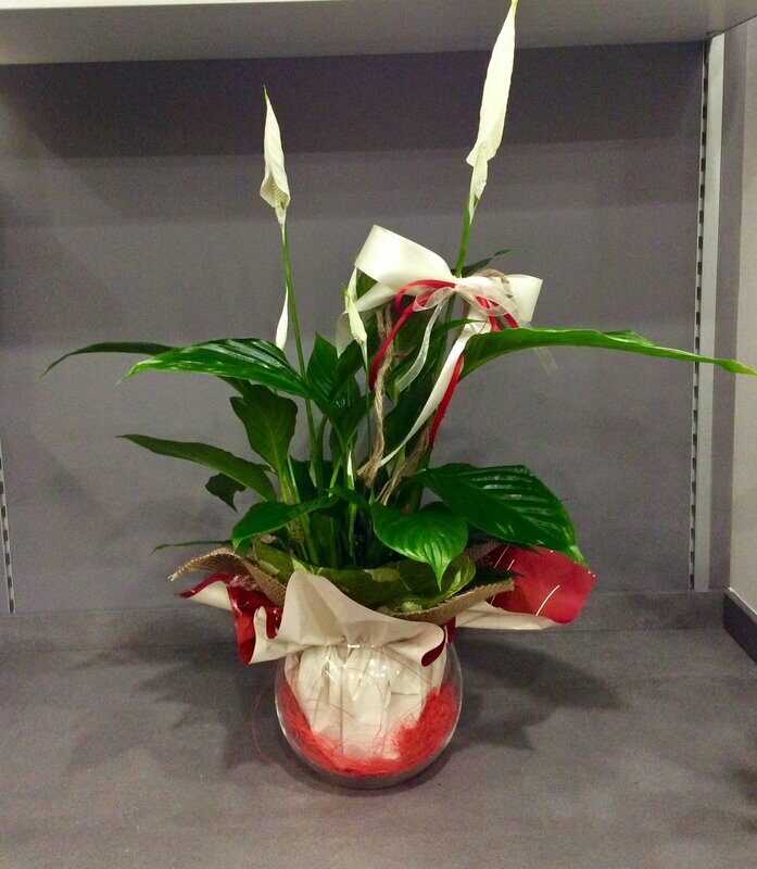 Spatiphillo Deco