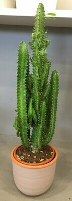 Cactus Euphorbia in Deco
