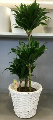 Dracena Compacta in Deco Dracena Compacta in Deco