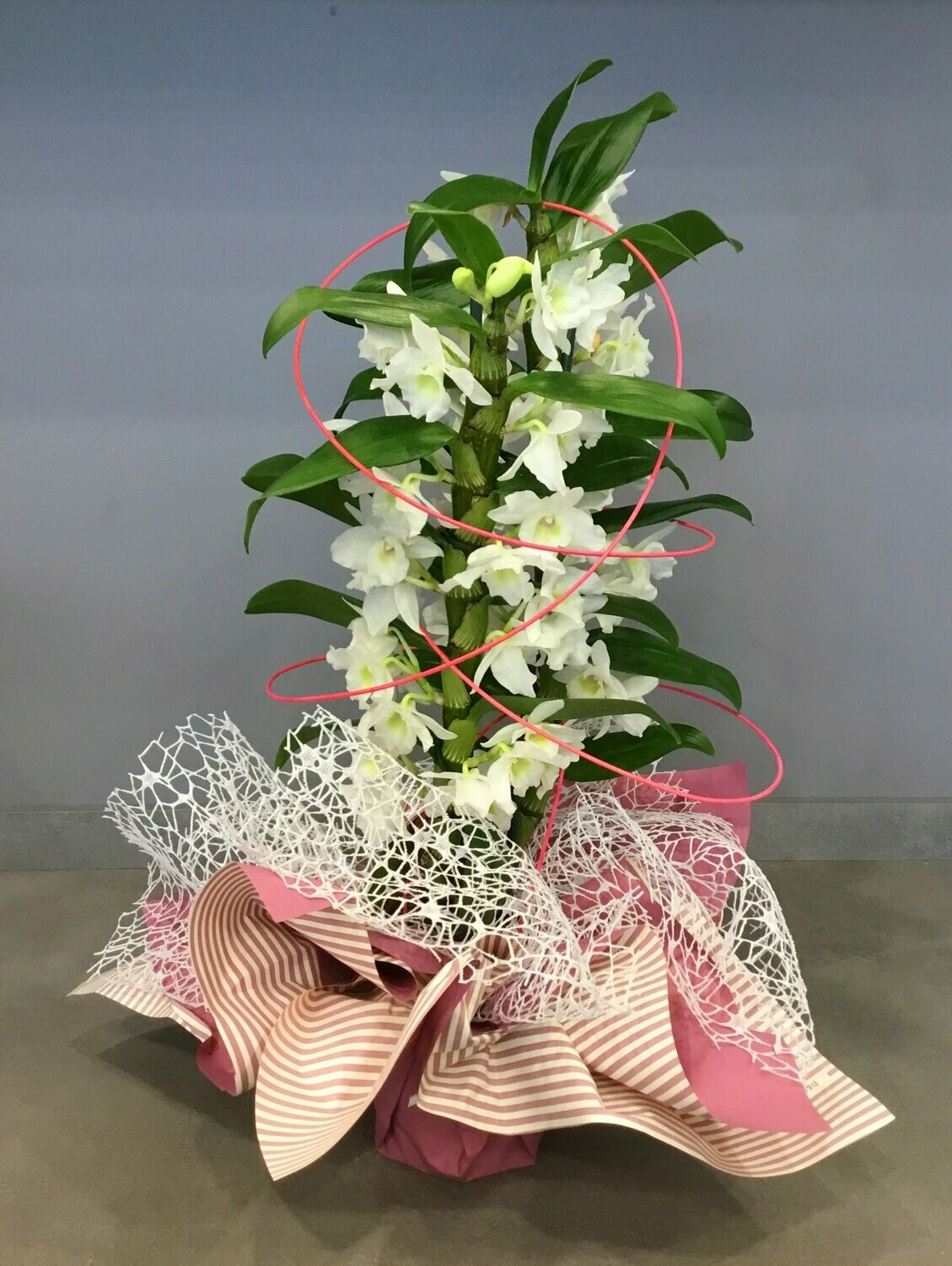 Dendrobium / Orchidea Dendrobium / Orchidea