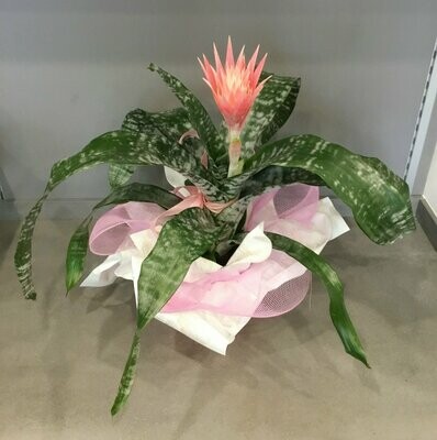 Aechmea / Bilbergia