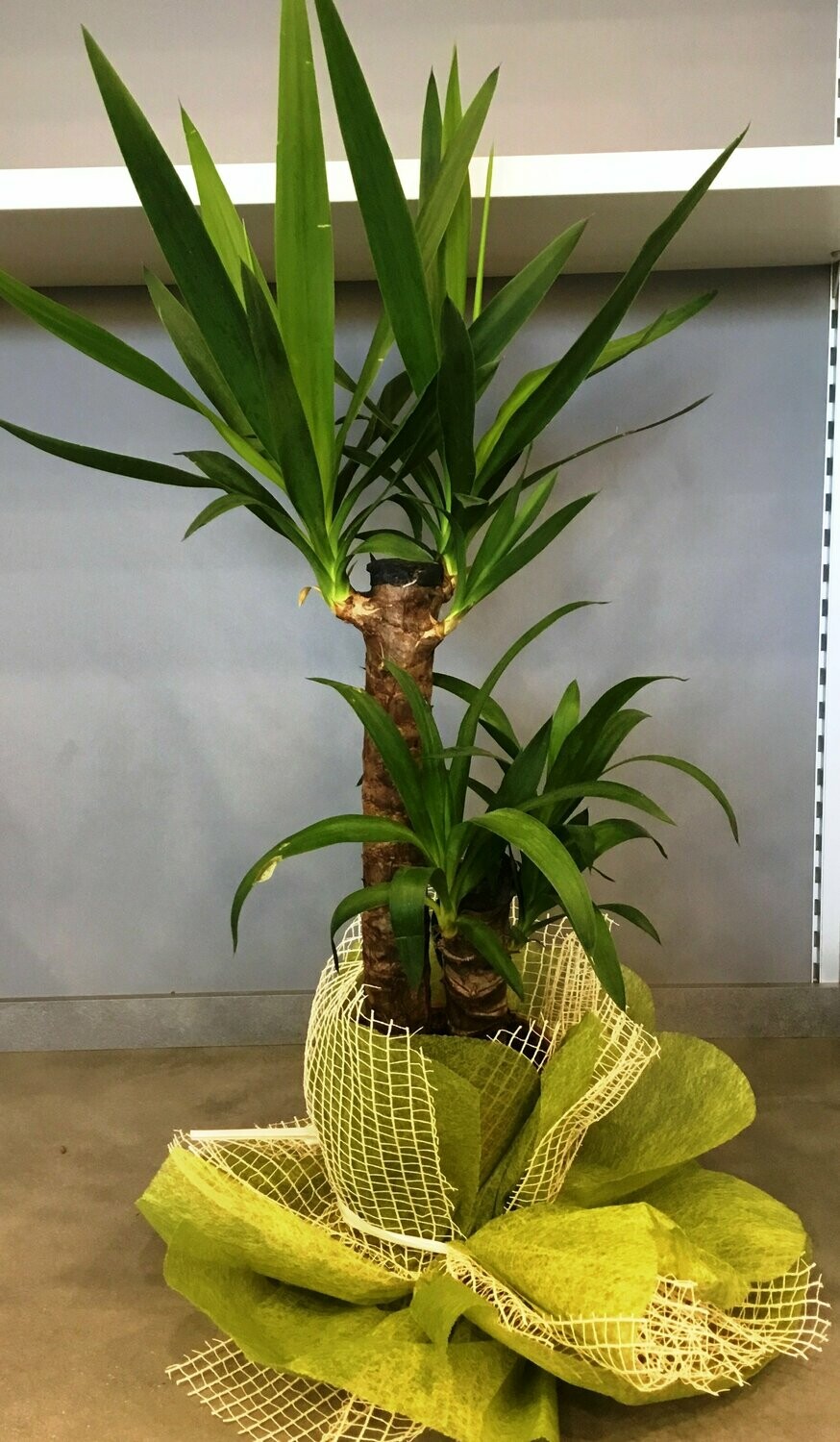 Yucca 2 Tronchi