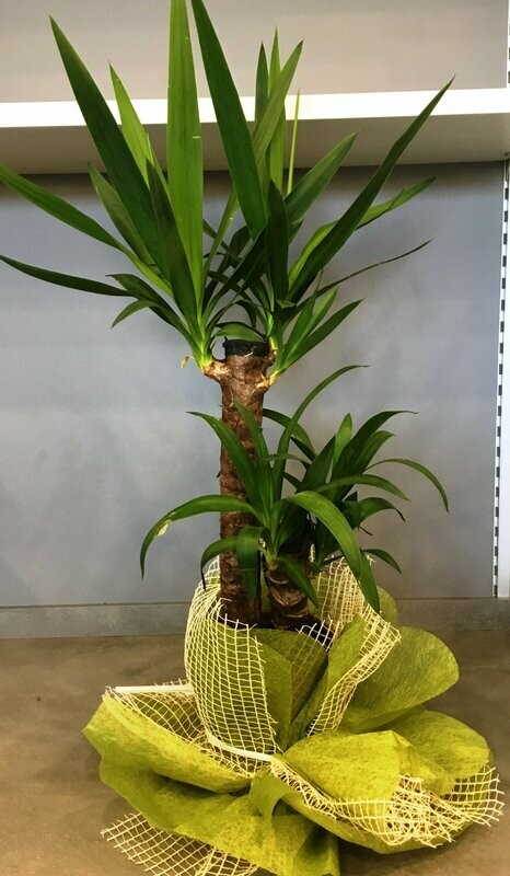 Yucca 2 Tronchi