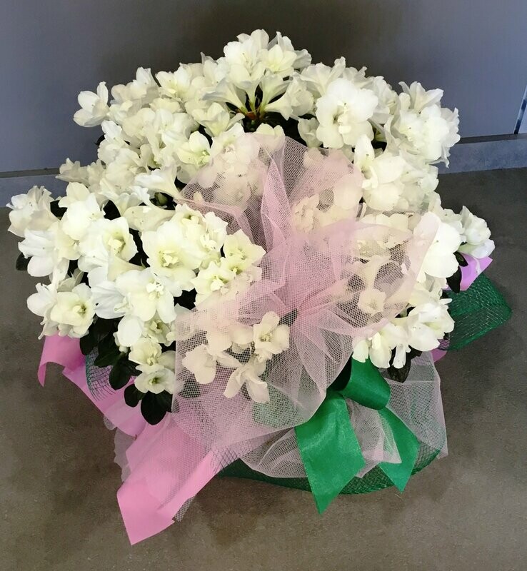 Azalea