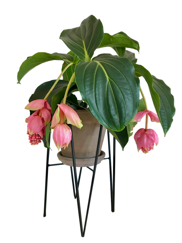 Medinilla
