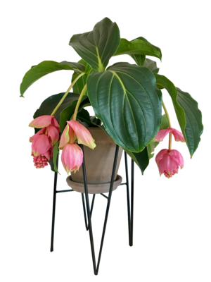 Medinilla