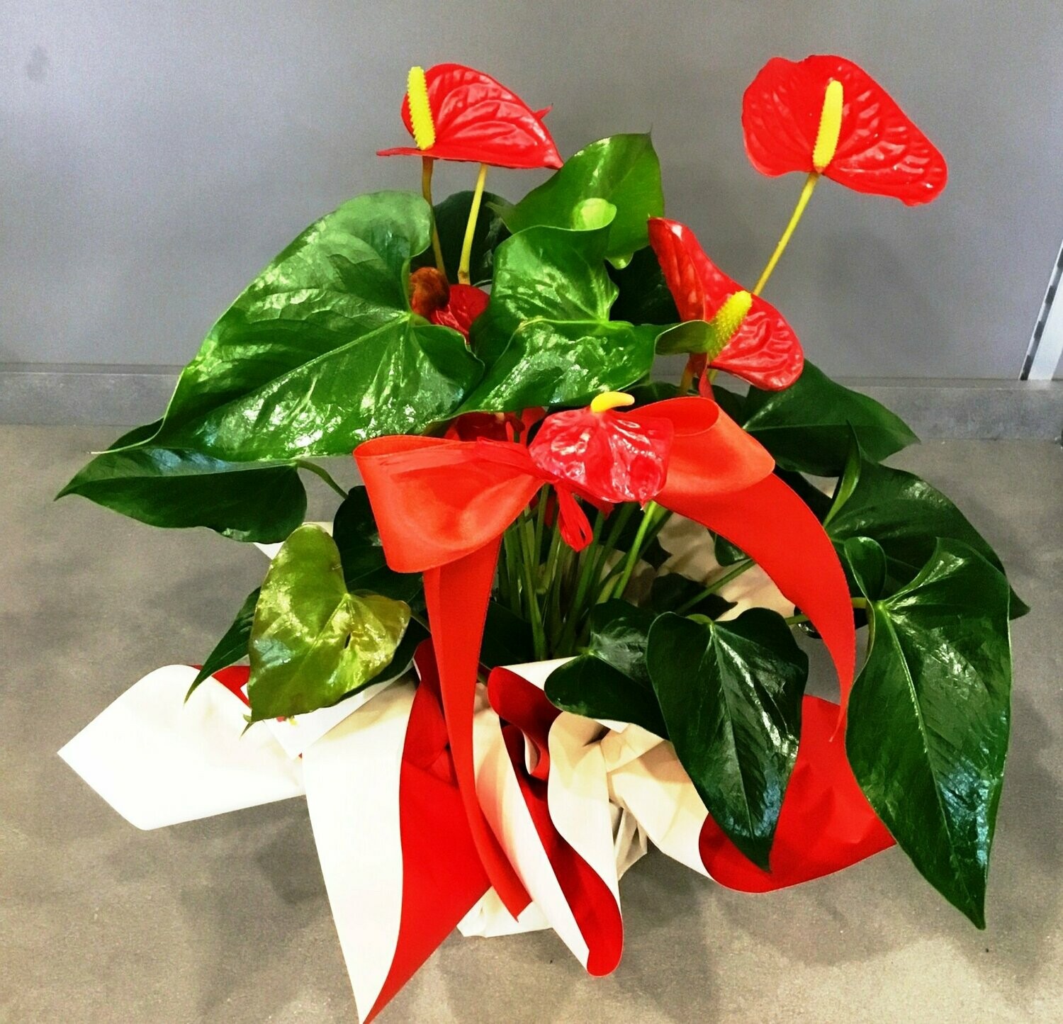 Anthurium Medio