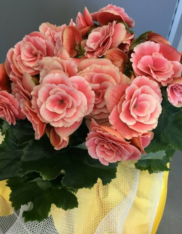 Begonia