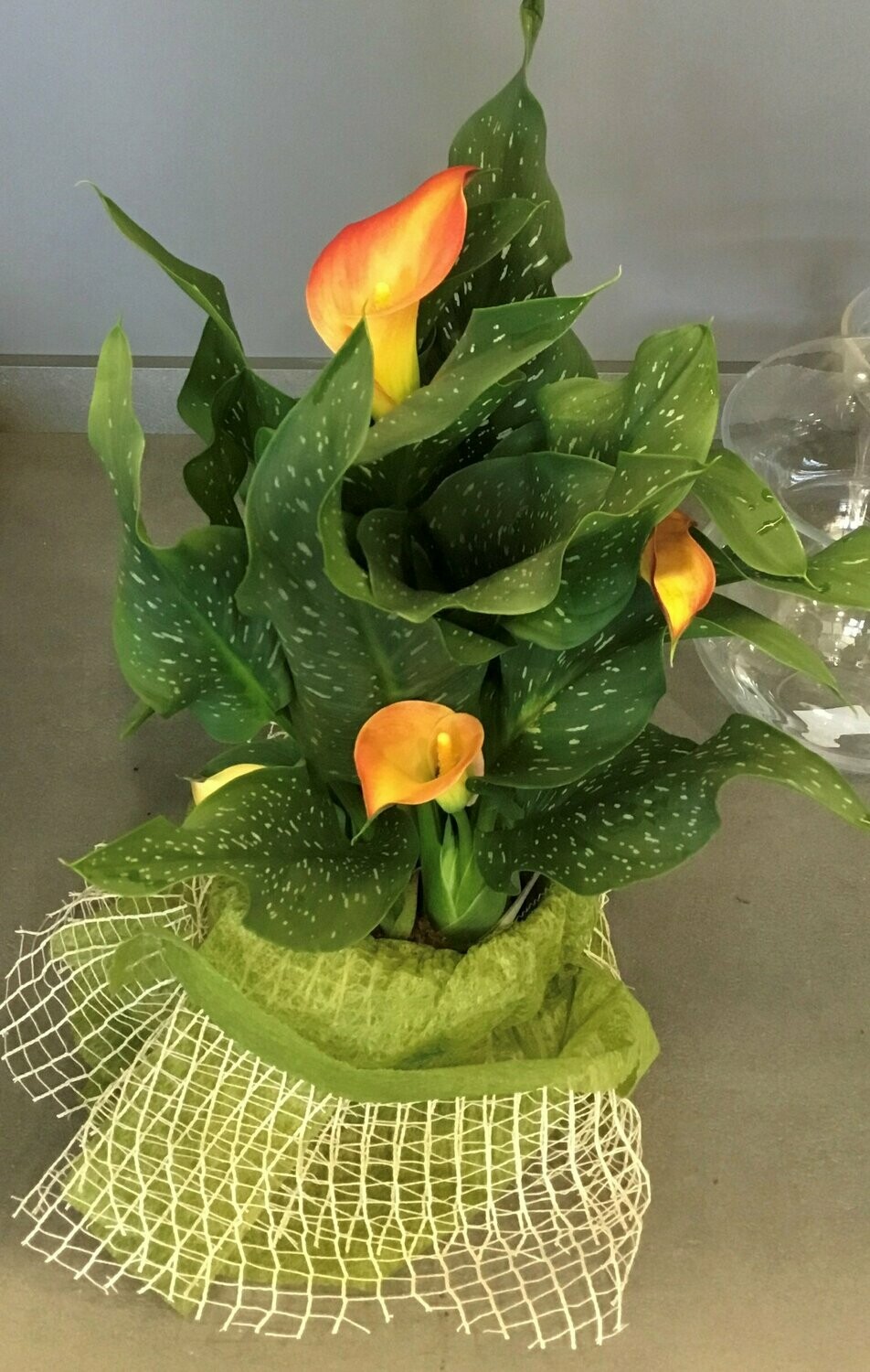 Calla