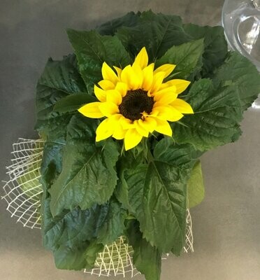 Girasole