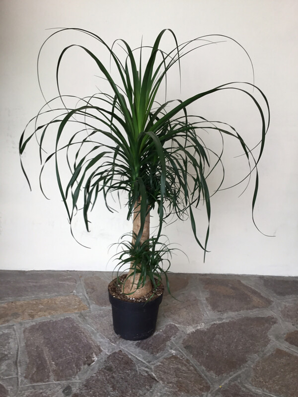 Beaucarnea "Mangiafumo"
