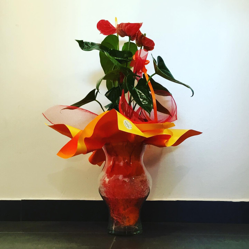 Anthurium Rosso Deco
