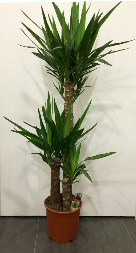 Yucca 3 Tronchi