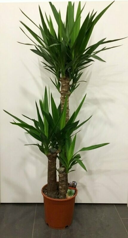 Yucca 3 Tronchi