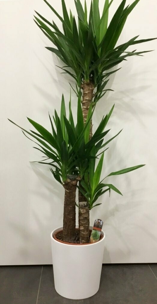 Yucca 3 Tronchi in Deco