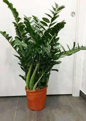 Zamioculcas Grande (Zamia)