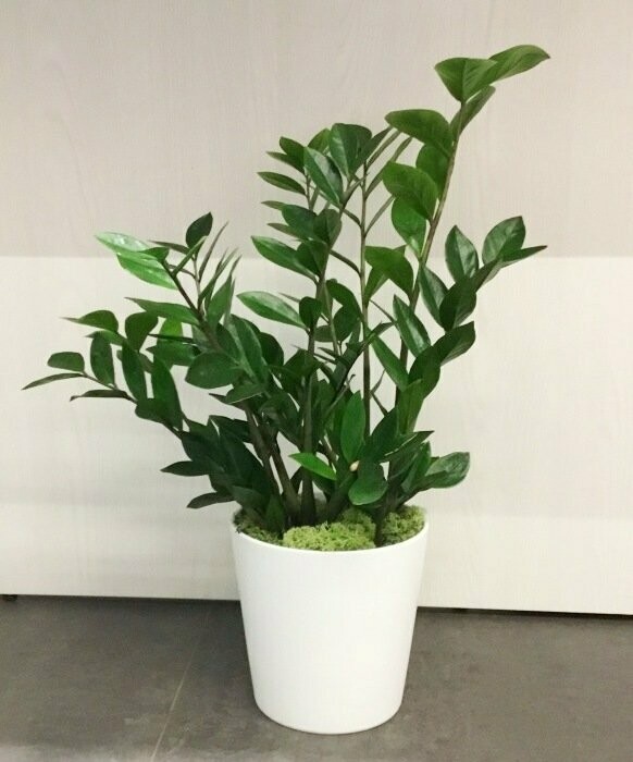 Zamioculcas in Deco Media (Zamia)