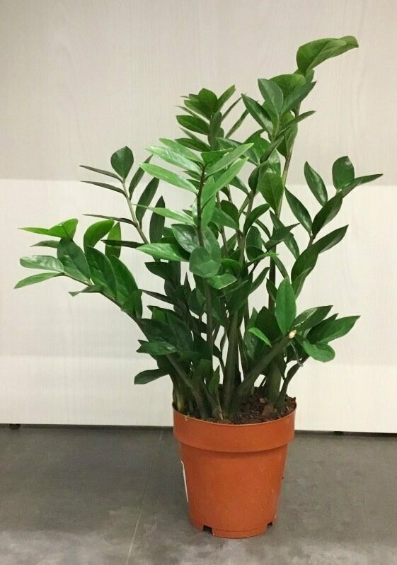 Zamioculcas Media (Zamia)