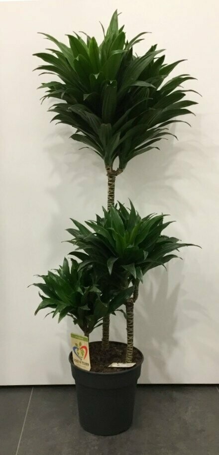 Dracena Compacta