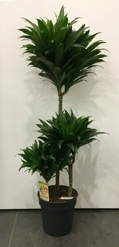 Dracena Compacta