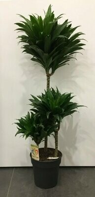 Dracena Compacta