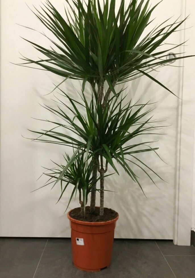 Dracena Marginata