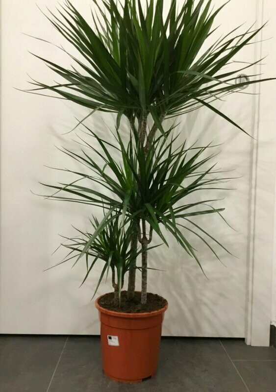 Dracena Marginata