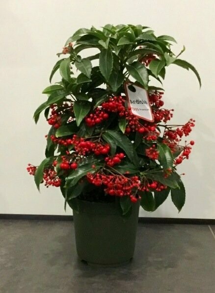 Ardisia Ardisia
