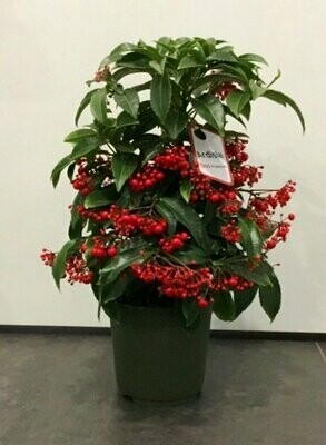 Ardisia