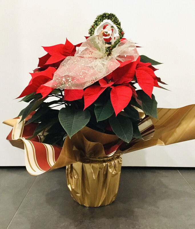 Stella di Natale Media