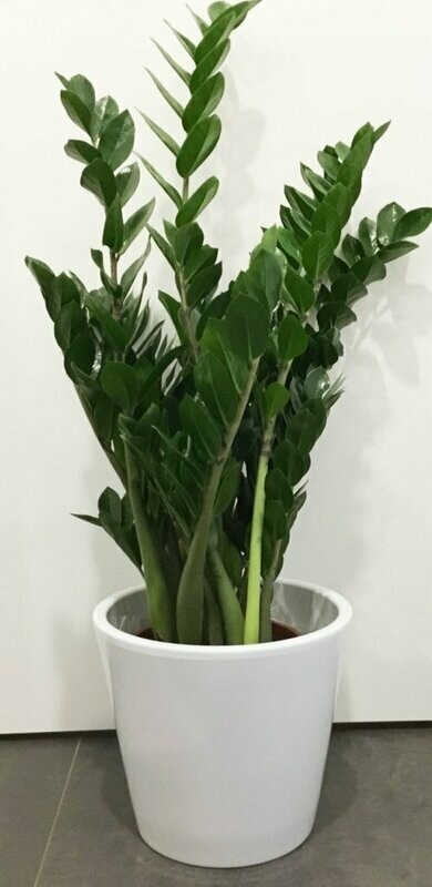 Zamioculcas in Deco Grande (Zamia)
