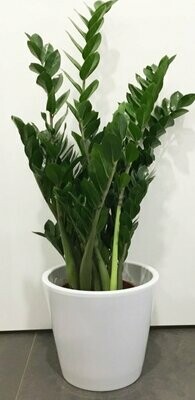 Zamioculcas in Deco Grande (Zamia)