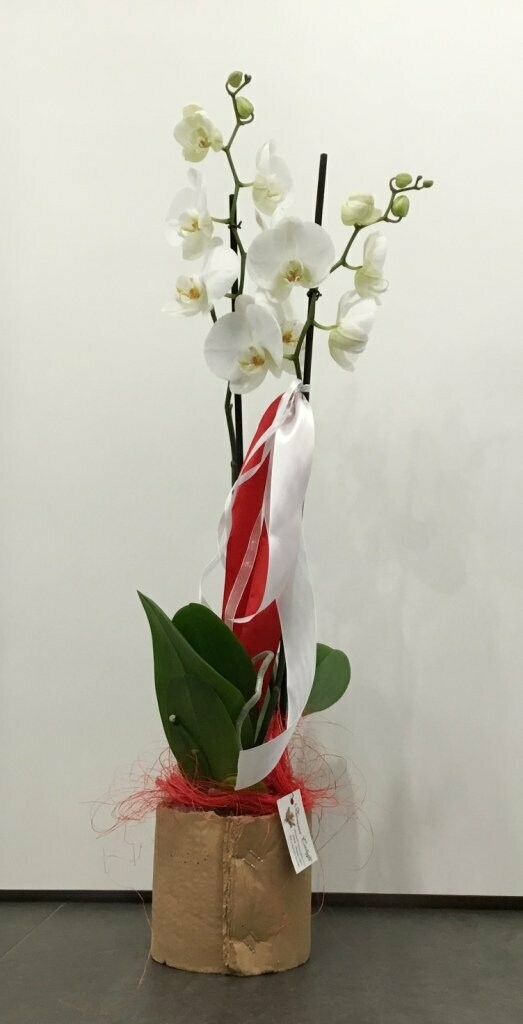 Phalenopsis in Deco