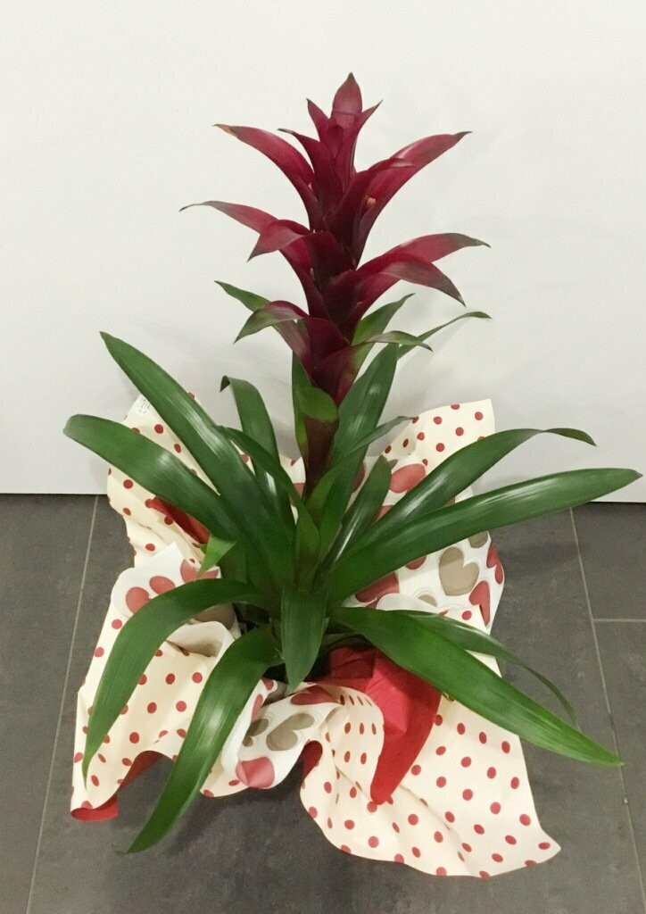 Guzmania