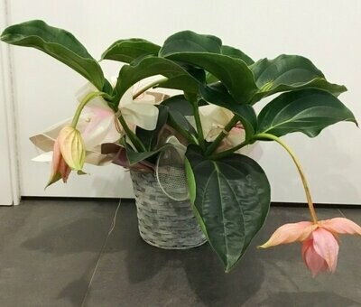 Medinilla in Deco