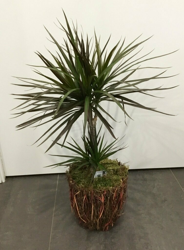 Dracena Marginata in Deco