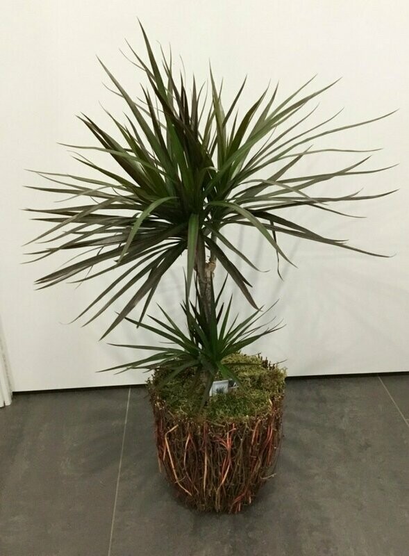 Dracena Marginata in Deco
