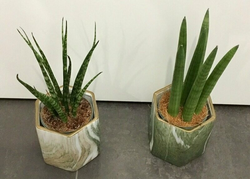 Sansevieria Cilindrica in Deco