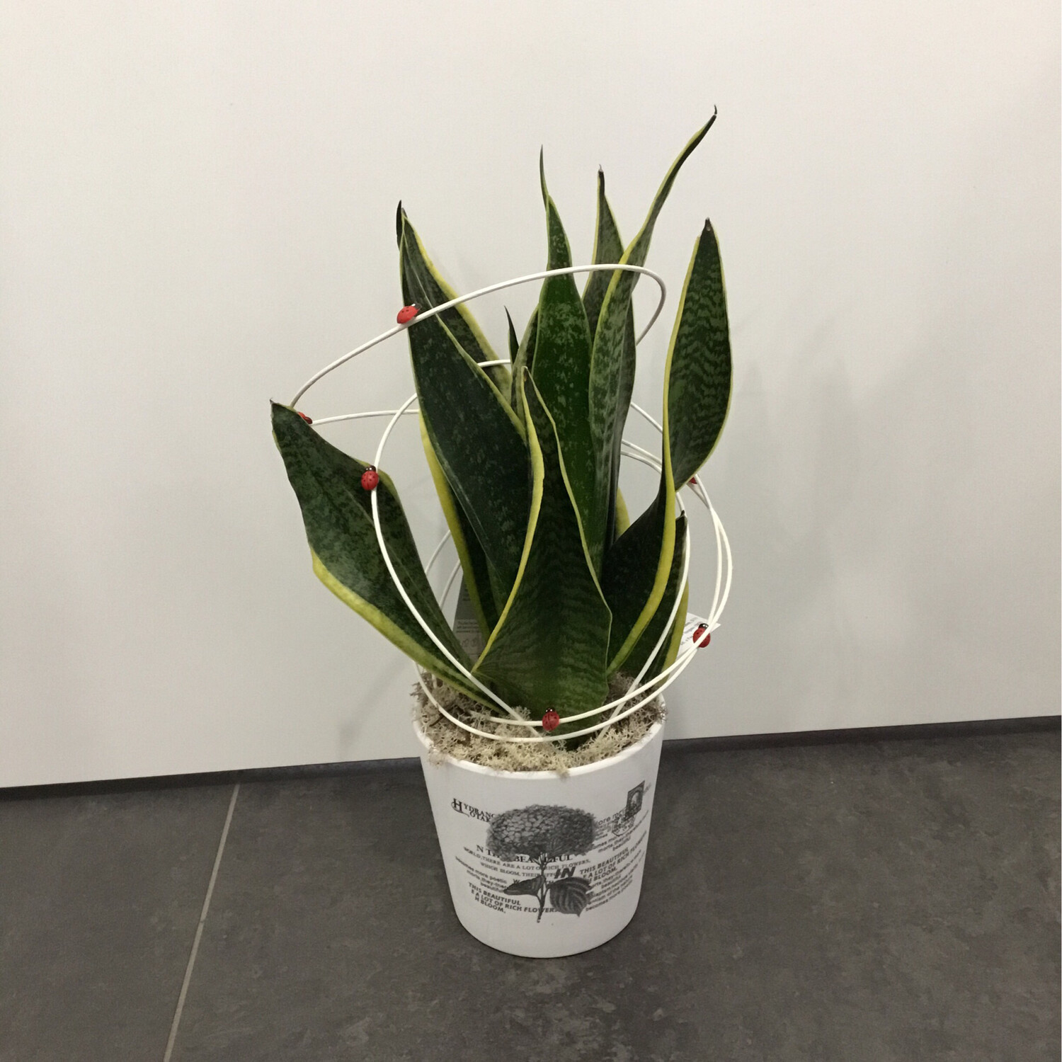 Sansevieria in Deco